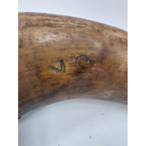 711A - 19th C. powder horn  stamped C7. {29 cm L x 6 cm Dia.}.