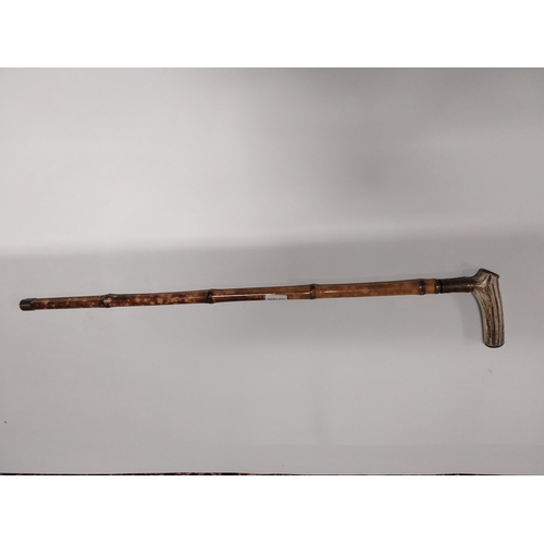 728 - 19th C. Sword stick with bamboo and horn handle. {87 cm L}.