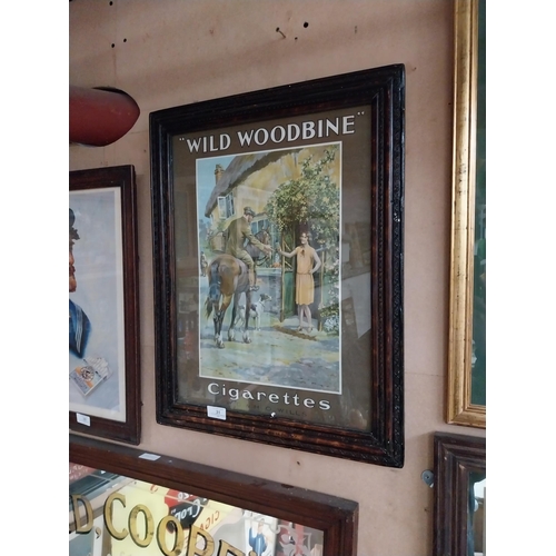 31 - Wild Woodbine cigarettes framed pictorial advertising show card {59 cm H x 47 cm W}.