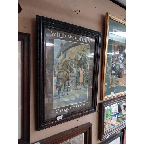 31 - Wild Woodbine cigarettes framed pictorial advertising show card {59 cm H x 47 cm W}.