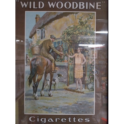 31 - Wild Woodbine cigarettes framed pictorial advertising show card {59 cm H x 47 cm W}.