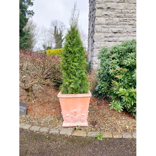 13 - Pair of moulded terracotta urns with acanthus leaf decoration with coniferous tree. {Urn 63 cm H x 5... 