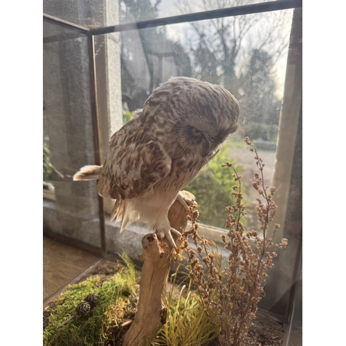 130 - 19th C. Taxidermy Barn Owl mounted in glazed case. {53 cm H x 43 cm W x 29 cm D}.