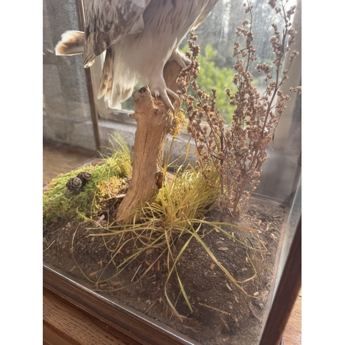 130 - 19th C. Taxidermy Barn Owl mounted in glazed case. {53 cm H x 43 cm W x 29 cm D}.