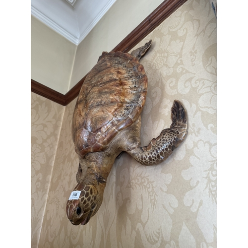 136 - 19th C. Taxidermy turtle. {70 cm H x 50 cm W x 17 cm D}.