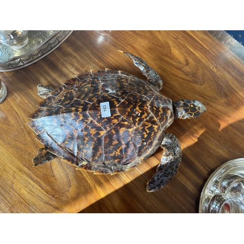 163 - 19th C. taxidermy turtle. {9 cm H x 50 cm W x 42 cm D}.