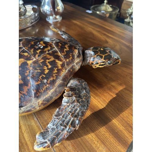 163 - 19th C. taxidermy turtle. {9 cm H x 50 cm W x 42 cm D}.