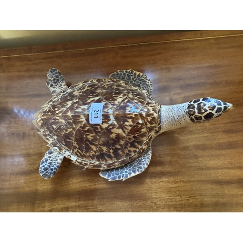 211 - Rare 19th C. taxidermy turtle {12 cm H x 23 cm W x 35 cm D}.