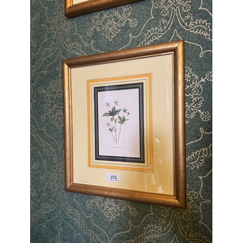 272 - Pair of 19th C. Coloured botanical plates mounted in giltwood frames. {39 cm H x 35 cm W}