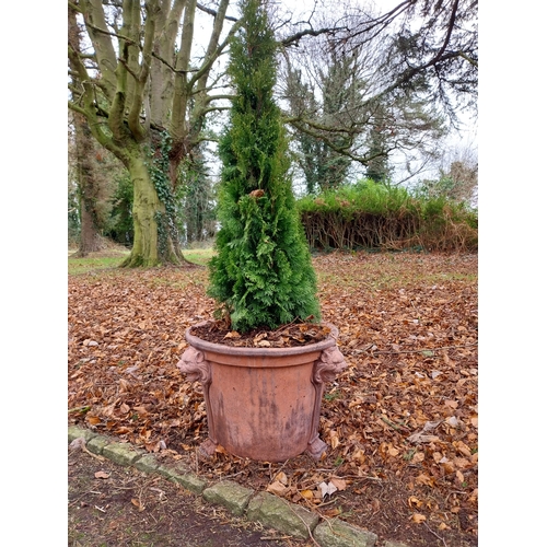 29 - Pair of moulded terracotta urns decorated with lion�s masks on lion�s paw feet with coniferous tree.... 