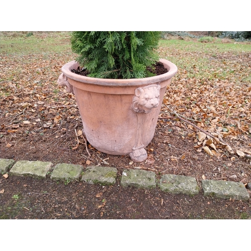 32 - Pair of moulded terracotta urns decorated with lion�s masks on lion�s paw feet with coniferous tree.... 