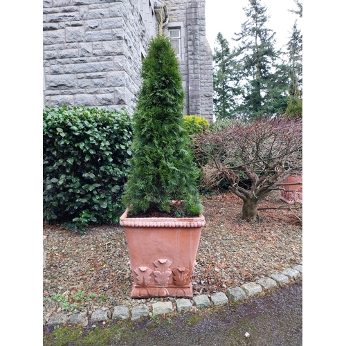 45 - Pair of Moulded terracotta urns with acanthus leaf decoration with coniferous tree. Urn {62 cm H x 5... 