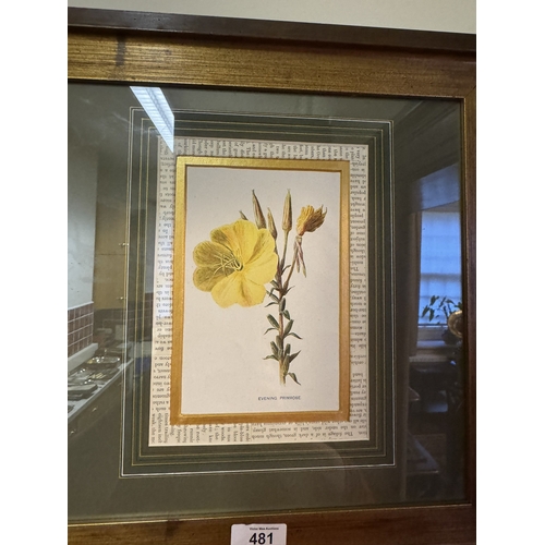 481 - Early 20th C coloured botanical plate mounted in gilt frame. {39 cm H x 39 cm W}.