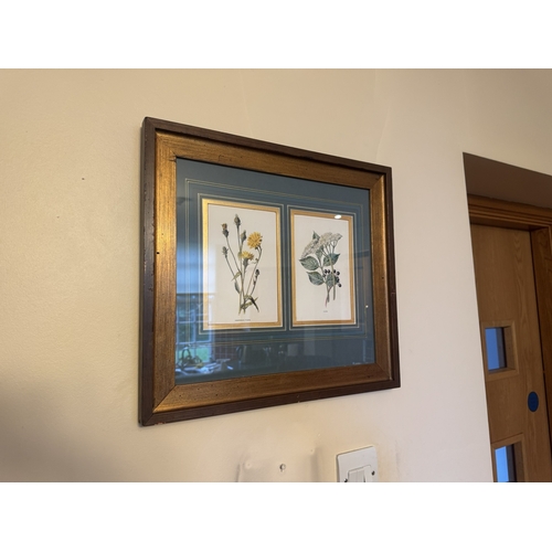 557 - Pair of four framed early 20th C. Coloured botanical plates. {41 cm H x 45 cm D}.