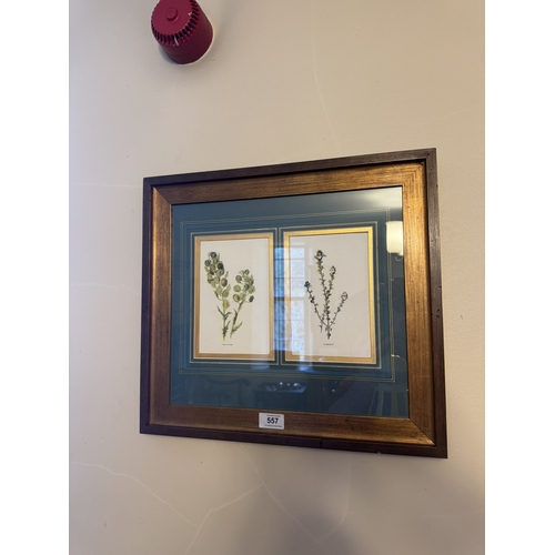 557 - Pair of four framed early 20th C. Coloured botanical plates. {41 cm H x 45 cm D}.