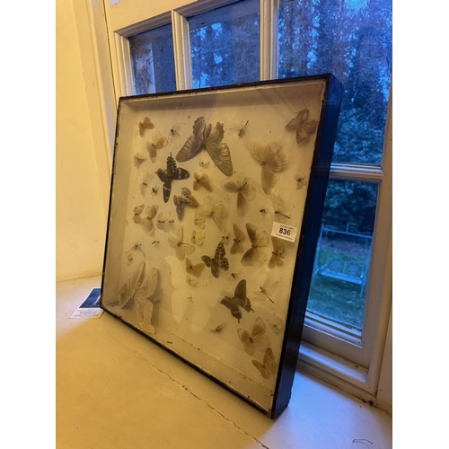 836 - Collection of taxidermy Butterflies mounted in a glazed case. { 48cm H X 48cm W }.