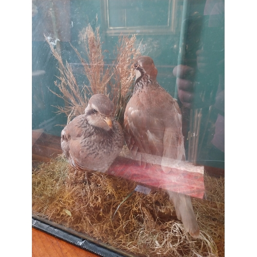 388 - Pair of early 20th. C. taxidermy Birds, mounted in a glazed case. { 44cm H X 51cm W X 29cm D }.