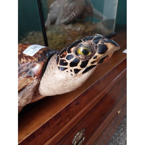 389 - 19th. C. taxidermy Turtle. { 15cm H X 34cm W X 46cm D }.