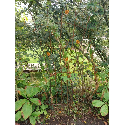 55 - Pair of wrought iron trellises, decorated with leaves. . { 170cm H X 80cm Dia }.