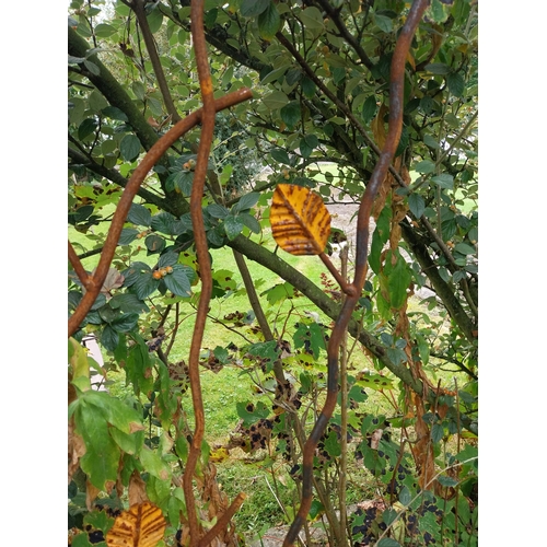 55 - Pair of wrought iron trellises, decorated with leaves. . { 170cm H X 80cm Dia }.