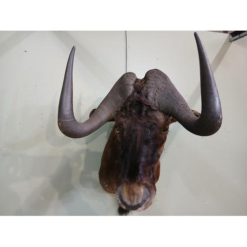 41 - Taxidermy Wildebeest.  {H 84cm x W 58cm x D 78cm } NOT AVAILABLE TO VIEW IN PERSON
