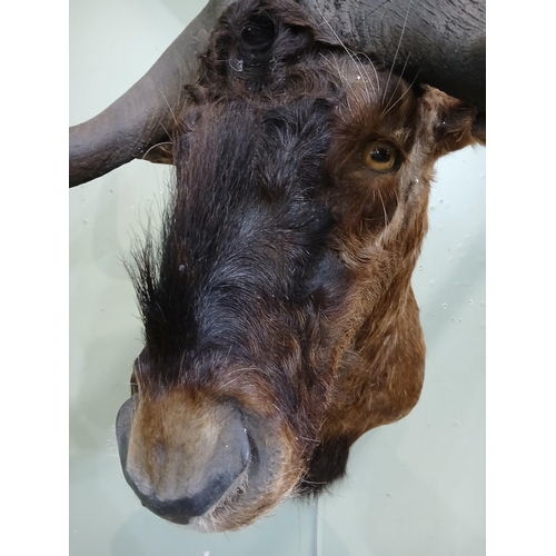 41 - Taxidermy Wildebeest.  {H 84cm x W 58cm x D 78cm } NOT AVAILABLE TO VIEW IN PERSON
