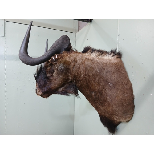 41 - Taxidermy Wildebeest.  {H 84cm x W 58cm x D 78cm } NOT AVAILABLE TO VIEW IN PERSON