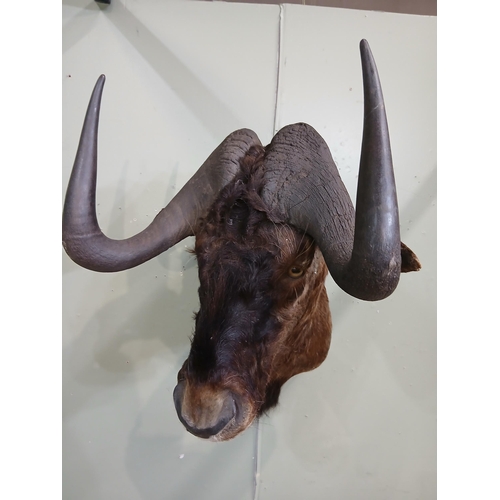 41 - Taxidermy Wildebeest.  {H 84cm x W 58cm x D 78cm } NOT AVAILABLE TO VIEW IN PERSON