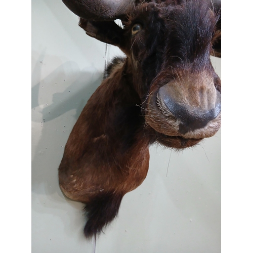 41 - Taxidermy Wildebeest.  {H 84cm x W 58cm x D 78cm } NOT AVAILABLE TO VIEW IN PERSON