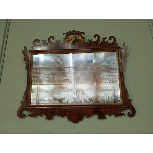 79 - Edwardian partial gilt and mahogany wall mirror in the Chippendale style. {60 cm H x 70 cm W}.