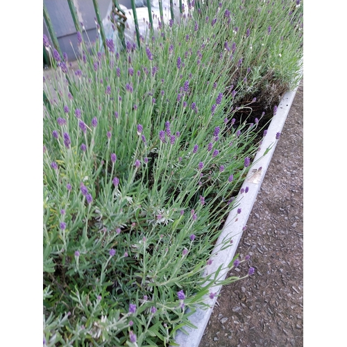 1200 - Early 20th C. galvanised planter on shaped legs. {64 cm H x 206 cm W x 66 cm D}.