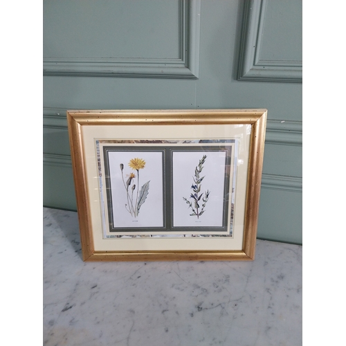 Lot 64        