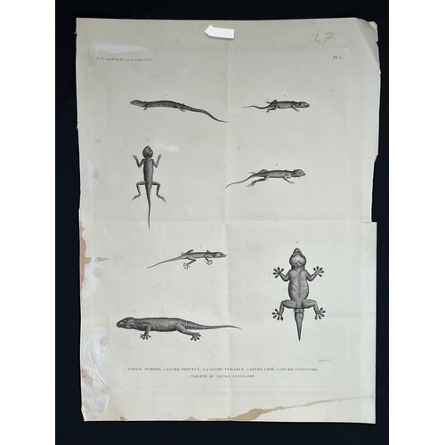 154 - A LITHOGRAPH PLAQUE
H. N. Reptiles. par Mr Geoffroy de St Hilaire
1.	Anolis Marbré 2. Agame ponctué ... 