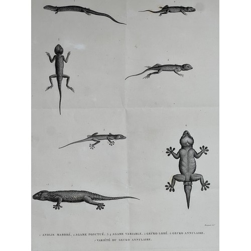 154 - A LITHOGRAPH PLAQUE
H. N. Reptiles. par Mr Geoffroy de St Hilaire
1.	Anolis Marbré 2. Agame ponctué ... 