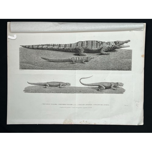 155 - A LITHOGRAPH PLAQUE
H.N. REPTILES par Mr Geoffroy de St Hilaire
1.CROCODILE VULGAIRE / 2.CROCODILE V... 