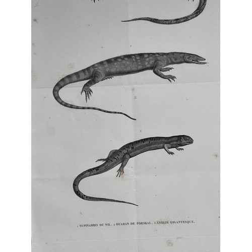 156 - A LITHOGRAPH PLAQUE
H. N. Reptiles
By Mr Geoffroy de St Hilaire 
TUPINAMBIS DU NIL / OURAN DE FORSKA... 