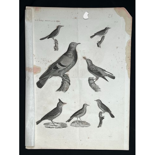 157 - A LITHOGRAPH PLAQUE
H. N. Zoologie
OISEAUX par J-Ces. Savingny
Bouquet Sct

On gilt edge paper, his ... 