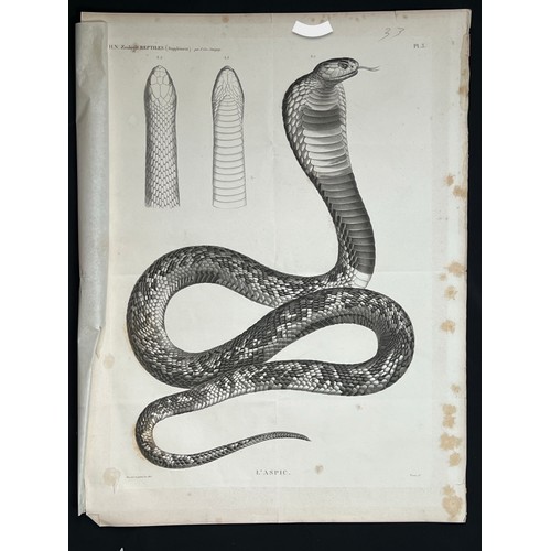 159 - A LITHOGRAPH PLAQUE
H. N. Zoologie
Reptiles (Supplément) par J-Ces. Savingny
Dessiné et grave en 181... 