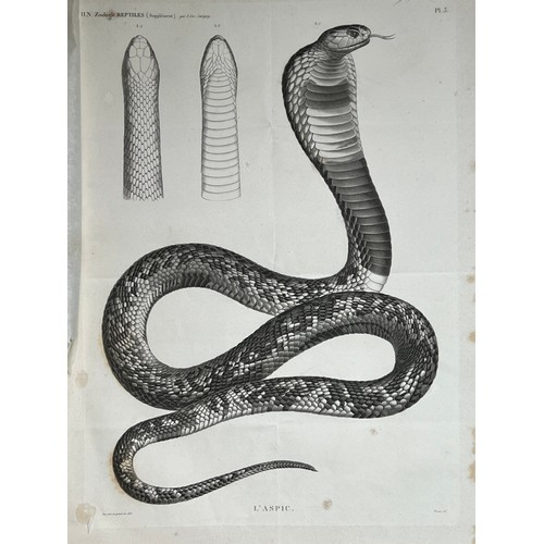 159 - A LITHOGRAPH PLAQUE
H. N. Zoologie
Reptiles (Supplément) par J-Ces. Savingny
Dessiné et grave en 181... 