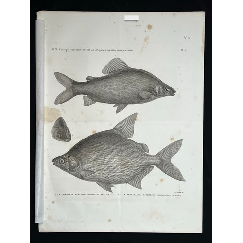 160 - A LITHOGRAPH PLAQUE
H. N. Zoologie
Poissons Du Nil
By Mr Geoffroy de St Hilaire 
Dessinée par H.J. R... 