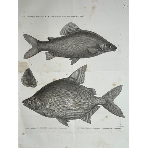 160 - A LITHOGRAPH PLAQUE
H. N. Zoologie
Poissons Du Nil
By Mr Geoffroy de St Hilaire 
Dessinée par H.J. R... 