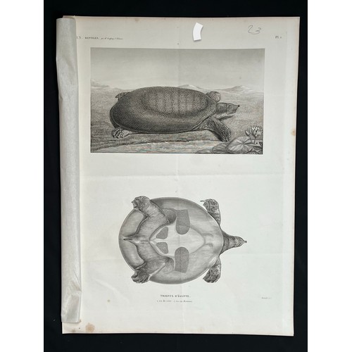 161 - A LITHOGRAPH PLAQUE
H. N. Reptiles
By Mr Geoffroy de St Hilaire 
Trionyx D’Égypte, 
Bonvalet Sct

On... 