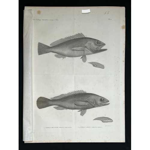 162 - A LITHOGRAPH PLAQUE
H. N. Zoologie
POISSONS 
By Mr Geoffroy de St Hilaire 
Bodian Melanure / Bodianu... 