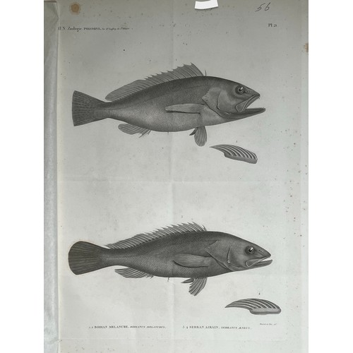 162 - A LITHOGRAPH PLAQUE
H. N. Zoologie
POISSONS 
By Mr Geoffroy de St Hilaire 
Bodian Melanure / Bodianu... 