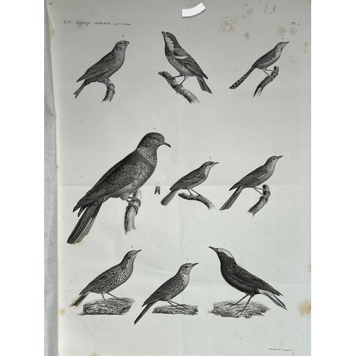 164 - A LITHOGRAPH PLAQUE
H. N. Zoologie
Oiseaux by J.C. Savingny
Barraband delt Bouquet Sct

On gilt edge... 