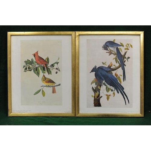 70 - Pair of gilt framed coloured Prints of Exotic Birds