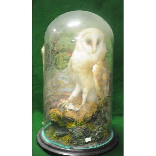 219 - Stuffed Taxidermy Owl under Glass Dome.