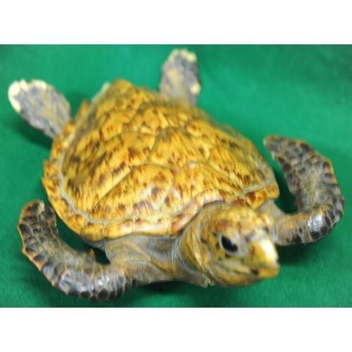 136 - Taxidermy Tortoise (17