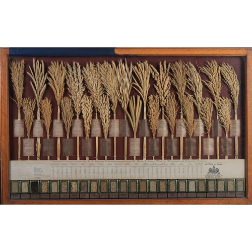 47 - A PAIR OF SUTTON AND SONS GRASS SAMPLE DISPLAYS, in oak and glazed frames, showing examples of 'Gras... 