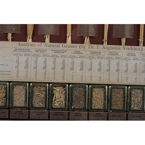 47 - A PAIR OF SUTTON AND SONS GRASS SAMPLE DISPLAYS, in oak and glazed frames, showing examples of 'Gras... 